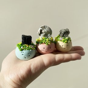반려돌 애완돌 워리 돌 스톤 돌멩이 천연석 돌맹이 원석 키우기 세트