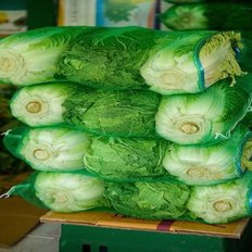  국내산 통배추 생배추 3kg 1포기