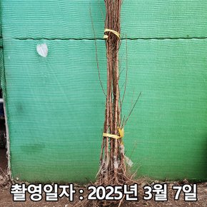 착한가격 나무생각 / 자두나무 / 추희 / 접목1년 / 1등묘