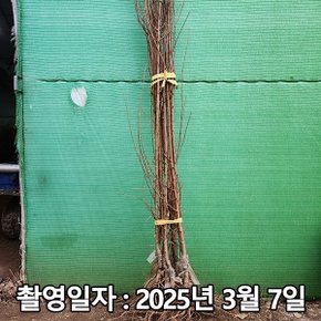 착한가격 나무생각 / 자두나무 / 추희 / 접목1년 / 1등묘
