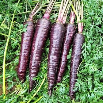 푸르젠 충남 서산 나영길님의 자색당근 1kg(정품)