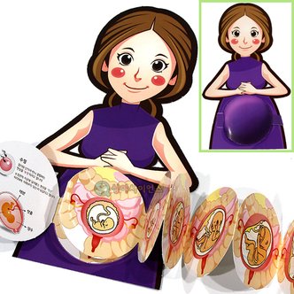 상아사이언스 인체의 신비-태아발달과정(1인용 포장) 산모 임산부 임신 생물 발육 성장과정