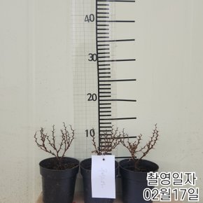 신품종매자나무(루비스타,왜성둥근형)P9포트묘