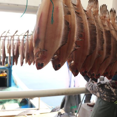 동해안 고성 급냉 미손질 자연산가자미 2kg