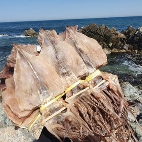 [영덕축산항]마른(건) 오징어 3미(중/200g내외)