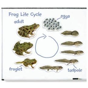 개구리 한살이 생물 자석 교육 일생 모형 교구 학습 방과후 수업 초등학교 집콕 완구 어린이 조카선물