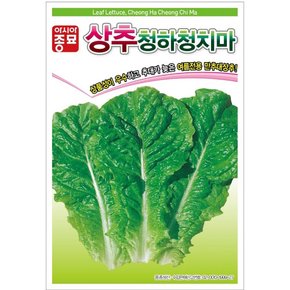 상추씨앗종자 청하청치마 (3000립)