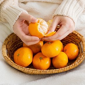 서귀포 하례마을 노지감귤 7kg (혼합과, 2S-2L, 실중량)