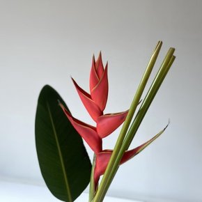 [생화] 헬리코니아 레드 Heliconia (1대)