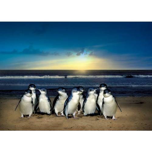 수정됨_phillip-island-penguins-feature.jpg