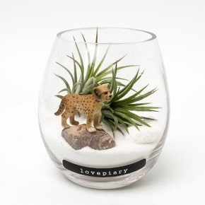 물방울 속 동물정원(Tillandsia Type)