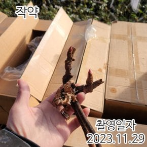 겹꽃작약 (종생분)2-3촉 개화주