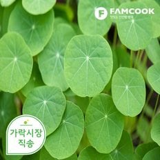 팸쿡 가락시장직송 한련화잎