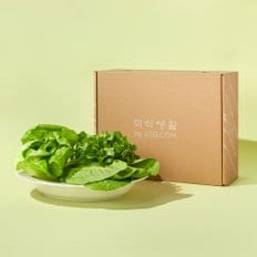 친환경 유러피안 샐러드 박스 600g