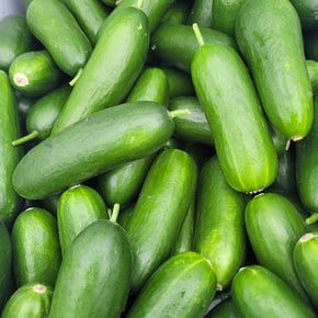 국내산 제철 아삭한 미니오이 2kg