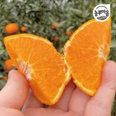 농부마음 제주 카라향 가정용 중대과 2kg 9-13과 제철과일 특가