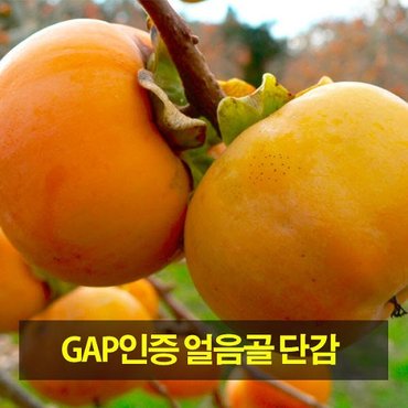 st푸른농원 GAP인증 밀양 얼음골 단감(5kg 36~40과)