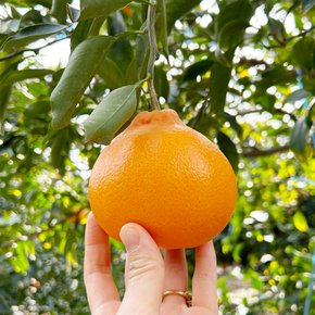 [실중량] 제주 천혜향 2.5kg 못난이 혼합과