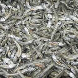 국산 남해안 활 바지락 2kg + 칼국수면