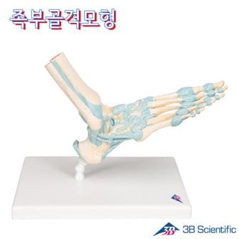 종로의료기 3B Scientific 인체모형 인대포함 발모형 족부골격모형 M34 고급형