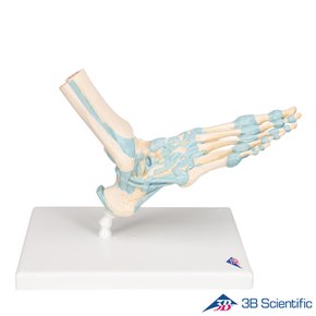 3B Scientific 인체모형 인대포함 발모형 족부골격모형 M34 고급형