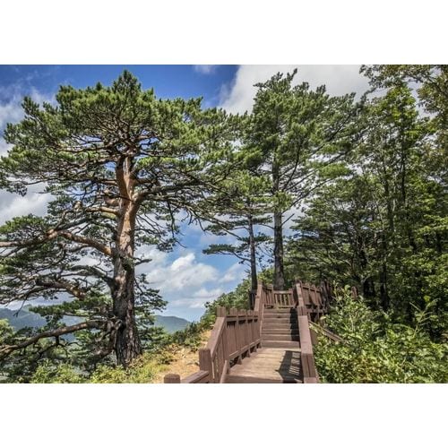 https://media.eoding.com/media/travelagent/40/imagecontent/대왕소나무2_OfZDQw6.JPG
