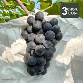 국내산 맛 좋은 고당도 캠벨포도 1.5kg