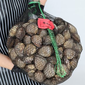 당일조업 활 피조개 피꼬막 3kg
