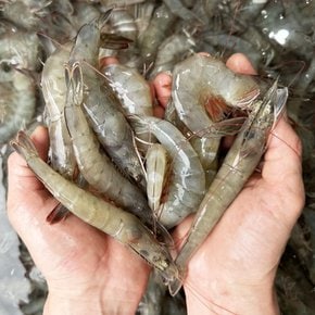 국내산 26년산 제철 흰다리새우 1kg 생물 왕새우 소금구이 찜 캠핑요리