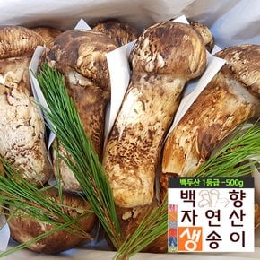 (SB)[백향송이]2024 백두산 자연산 (1등품 500g) 제철 생 송이버섯