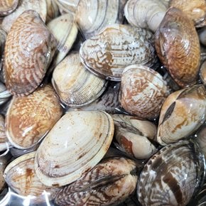 [오늘의바다] 국내산 바지락 3kg 내외