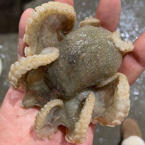 국내산 서해안 냉동 쭈꾸미 500g(4-6미내외)