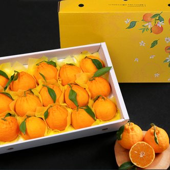 달찐과일 제주 한라봉 고급 선물세트 3kg (큰봉/7-11과)