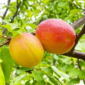 [오늘의과일] 자두와 살구의 만남 국내산 플럼코트 외 골라담기