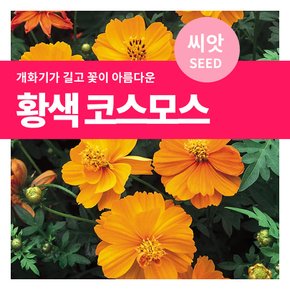 황색 코스모스 꽃씨 씨앗 150립