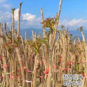 두릅나무 민두릅 (재배목) 40cm전후