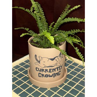 밍글러스 스튜디오 Dozy Cat Planter