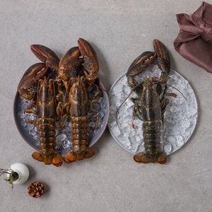 프롬바당 [9/12일 11시 주문마감] 활랍스터 수복 (1마리 500g) 3미 1.5kg