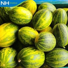 [산지직송] 달달한 고령농협 파파야메론 5kg(8-15과)