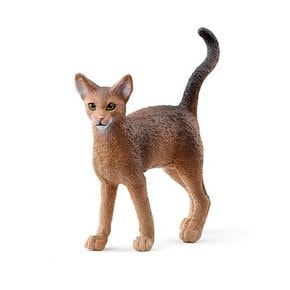아비시니안 고양이