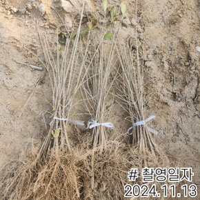 이팝나무(2년생특묘)