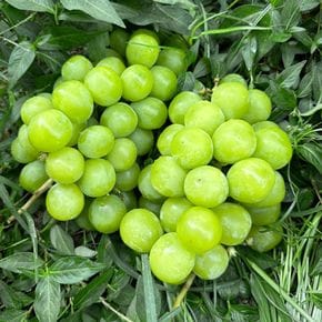 가정용 샤인머스켓 1kg 2-3수[36108082]