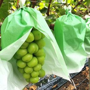 가정용 샤인머스켓 1kg 2-3수[36108082]