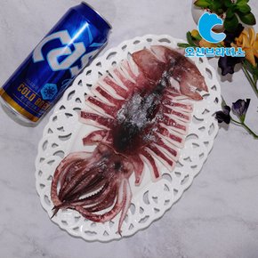 촉촉한 손질오징어 1kg / 9-15마리