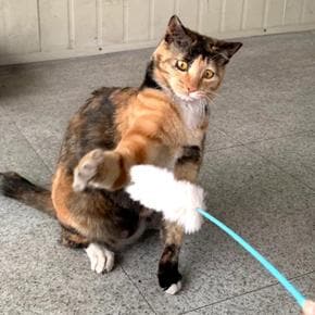 고양이 오뎅꼬치 스틱 장난감 (S14672372)