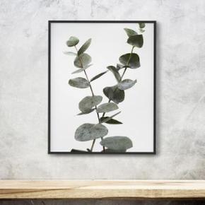 아트박스/림드 인테리어 그림 식물 포스터 대형 유칼립투스