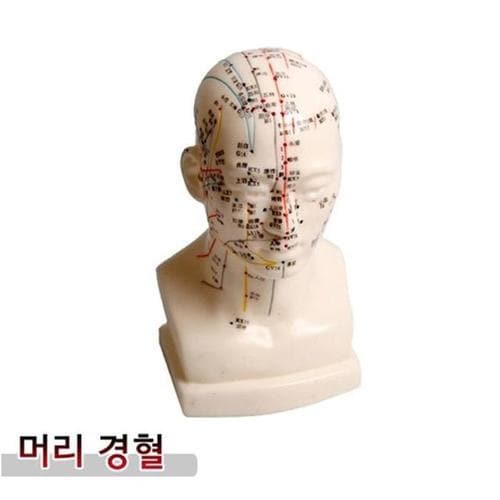 [라일리] Rly 인체모형 머리경_혈 20cm PVC(1)