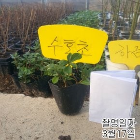 수호초