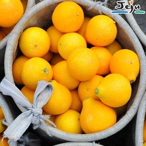 [무료배송]제주 과즙 진한 황금향 가정용 2kg (10~14수)