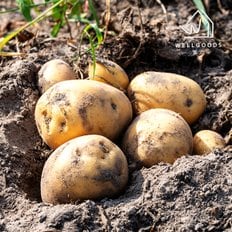 국내산 포슬포슬한 수미감자 2kg(중,개당50g이하)